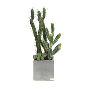 Cactus Garden in Cube Concrete Planter • 2 Sizes